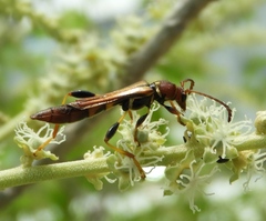 Odontocera aurocincta