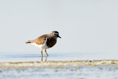 Charadrius modestus