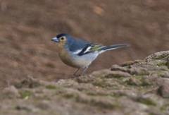 Fringilla coelebs canariensis