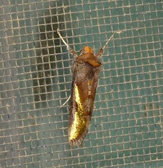 Thysanoplusia orichalcea