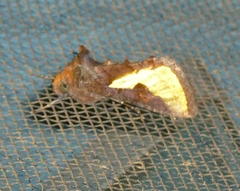 Thysanoplusia orichalcea