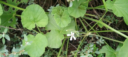 Foto de Malva-cheirosa