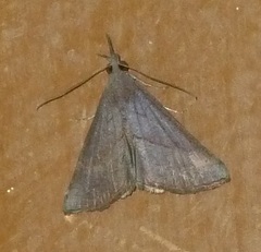 Hypena masurialis