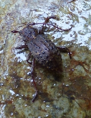 Plectrura spinicauda