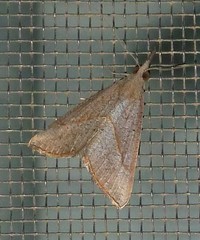 Hypena masurialis