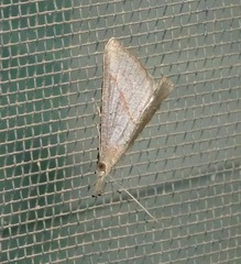 Hypena masurialis