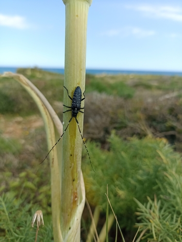 Agapanthia irrorata photo 4
