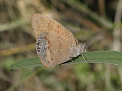Cyllopsis pertepida