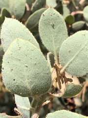 Arctostaphylos viscida mariposa