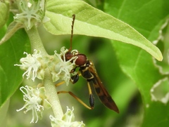 Odontocera aurocincta
