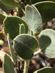 Arctostaphylos viscida mariposa