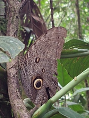 Caligo illioneus