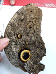 Caligo illioneus