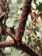 Arctostaphylos viscida mariposa
