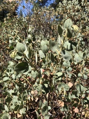 Arctostaphylos viscida mariposa