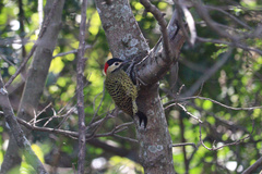 Colaptes melanochloros