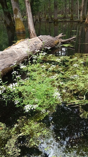 Fine-leaved Water-dropwort