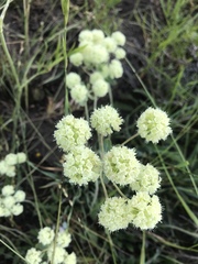 Oligogonum