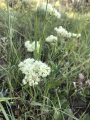 Oligogonum