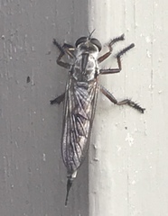 Neomochtherus willistoni