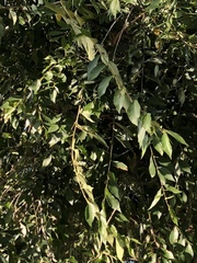 Ulmus pumila