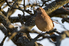 Upucerthia dumetaria