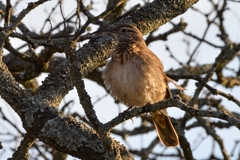 Upucerthia dumetaria