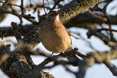 Upucerthia dumetaria