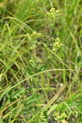 Solidago rigida