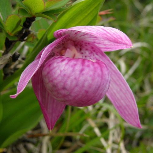 large-flowered cypripedium