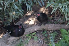 Cairina moschata domestica