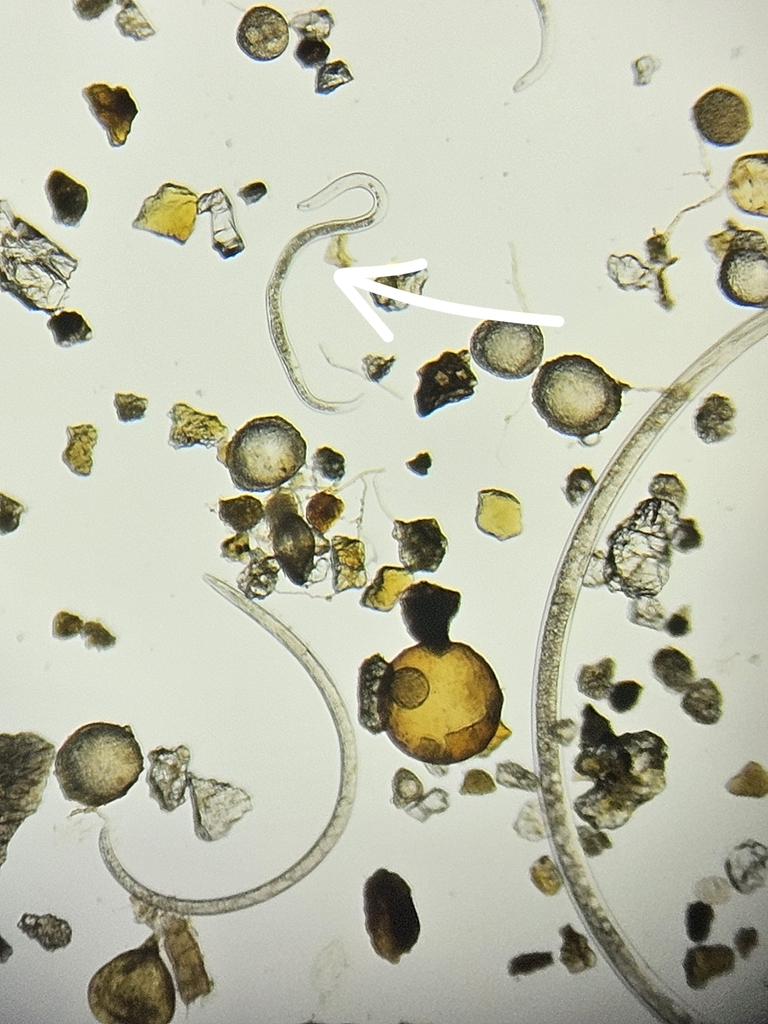 Pratylenchus thornei