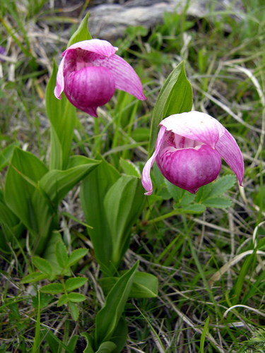 large-flowered cypripedium