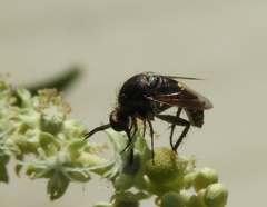 Toxophorinae