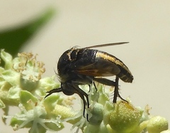 Toxophorinae
