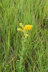 Solidago rigida