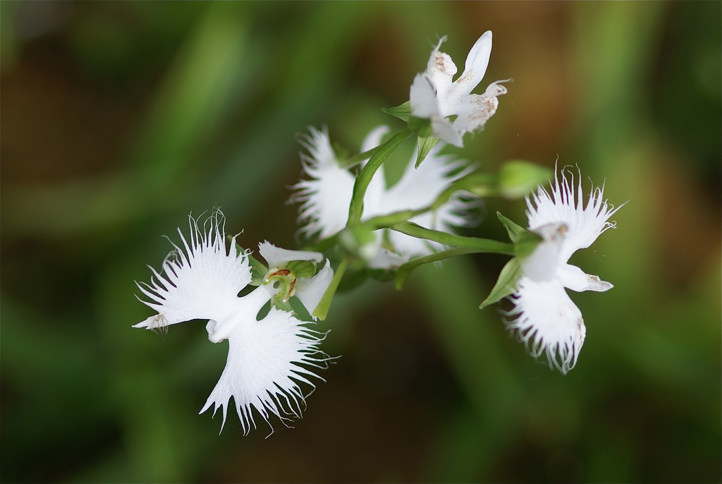 Pecteilis