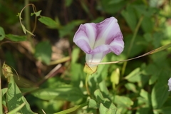 Calystegia sepium