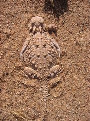 Phrynosoma goodei
