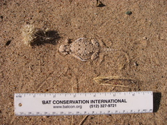 Phrynosoma goodei