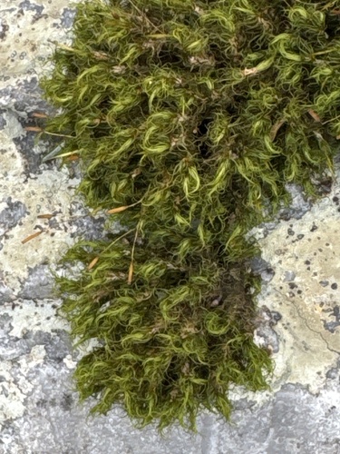 boulder broom moss (Dicranum fulvum)