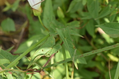 Calystegia sepium