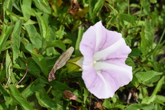 Calystegia sepium