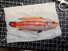 Hogfish photo 3