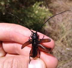 Tragidion coquus