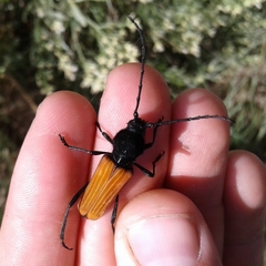 Tragidion coquus