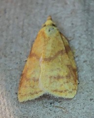 Cenopis pettitana