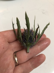 Eryngium