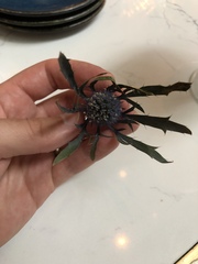 Eryngium