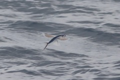 Cheilopogon melanurus